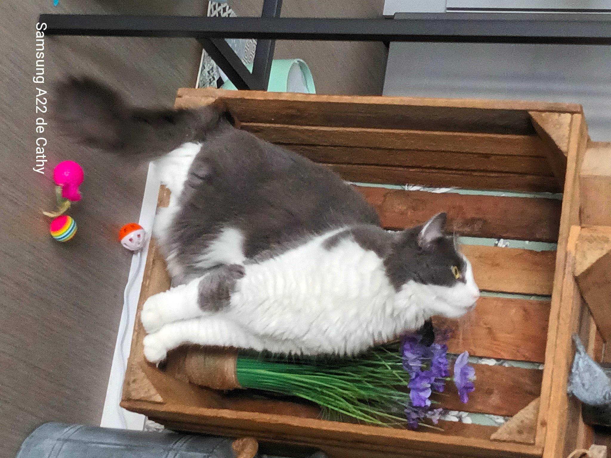 Prune participe au concours pour gagner de l'argent avec cette photo : box, canidae, carnivore, cat, cat_supply, comfort, companion_dog, domestic_rabbit, domestic_short_haired_cat, felidae, fur, hardwood, pet_supply, plant, small_to_medium_sized_cats, table, tail, whiskers, wood