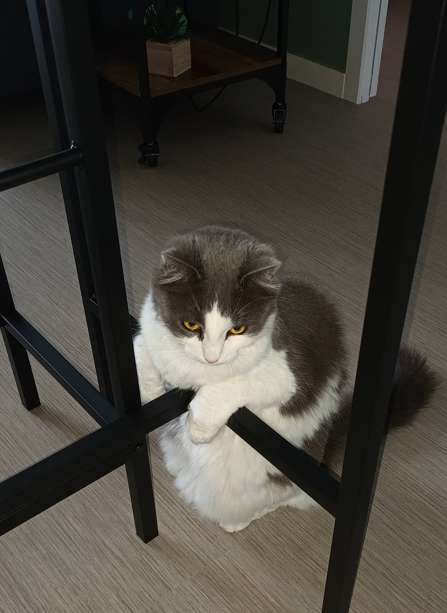 Prune a rejoint le concours — aidez-le/la à gagner de superbes lots ! carnivore, cat, chair, claw, comfort, domestic_short_haired_cat, eye, felidae, flooring, fur, hardwood, human_body, room, small_to_medium_sized_cats, snout, table, tail, terrestrial_animal, whiskers, wood