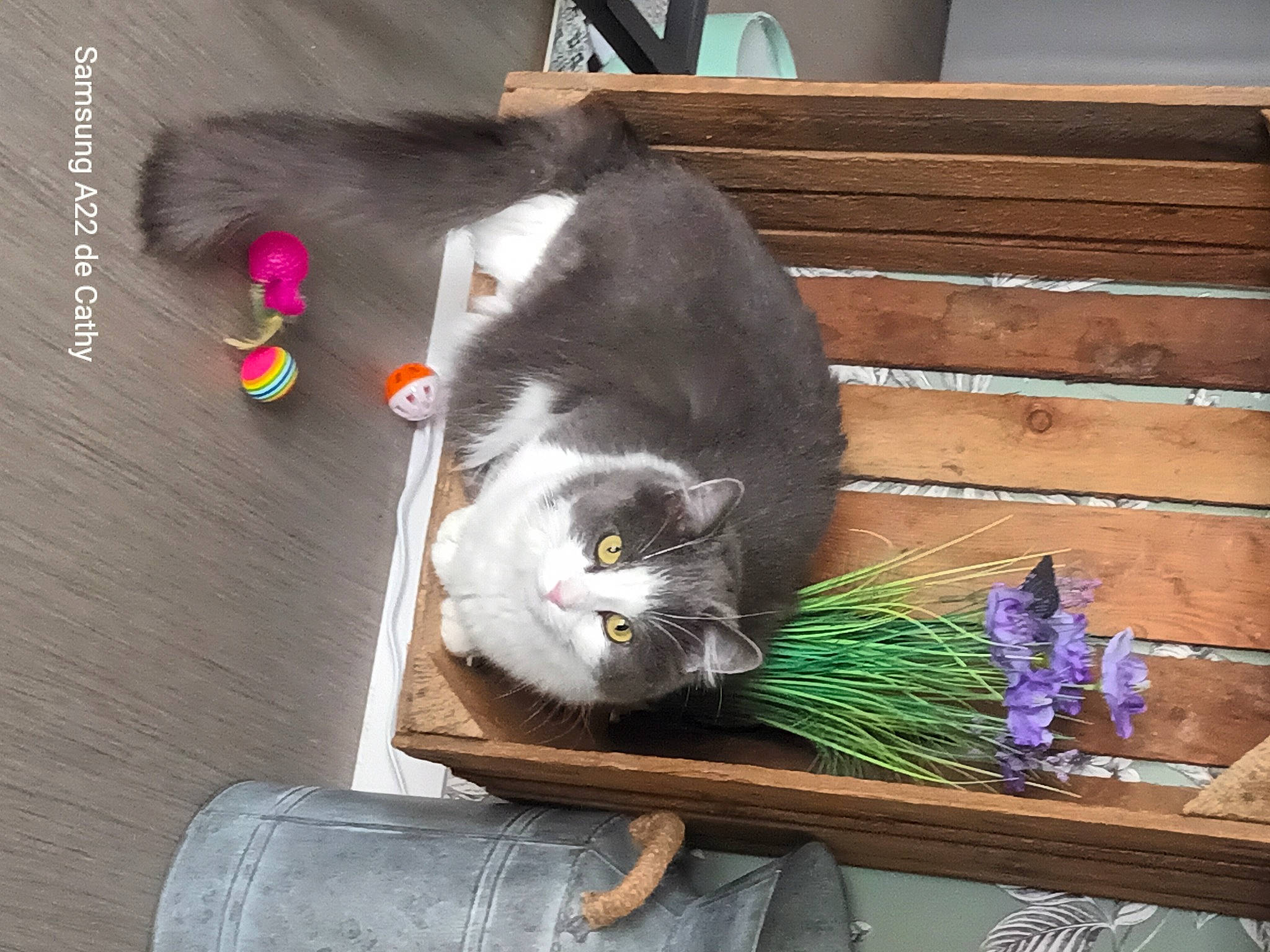 Prune a rejoint le concours — aidez-le/la à gagner de superbes lots ! carnivore, cat, comfort, domestic_short_haired_cat, felidae, flooring, fur, grass, hardwood, herb, plant, small_to_medium_sized_cats, tail, whiskers, wood