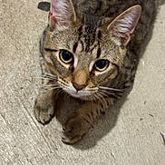 Smokey joined the competition — help win amazing prizes! animal, cat, closeup, curious, cute, domestic_animal, ears, eyes, face, floor, fur, indoor, looking_up, mammal, pet, portrait, resting, tabby, texture, whiskers