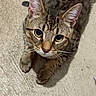 animal, cat, closeup, curious, cute, domestic_animal, ears, eyes, face, floor, fur, indoor, looking_up, mammal, pet, portrait, resting, tabby, texture, whiskers