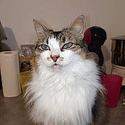 Osiris a rejoint le concours — aidez-le/la à gagner de superbes lots ! cat, fluffy, green_eyes, feline, pet, indoor, kitchen, paper_towel, cup, coffee_machine, countertop, white_fur, brown_fur, portrait, domestic_animal, whiskers, curious, household, closeup, sitting