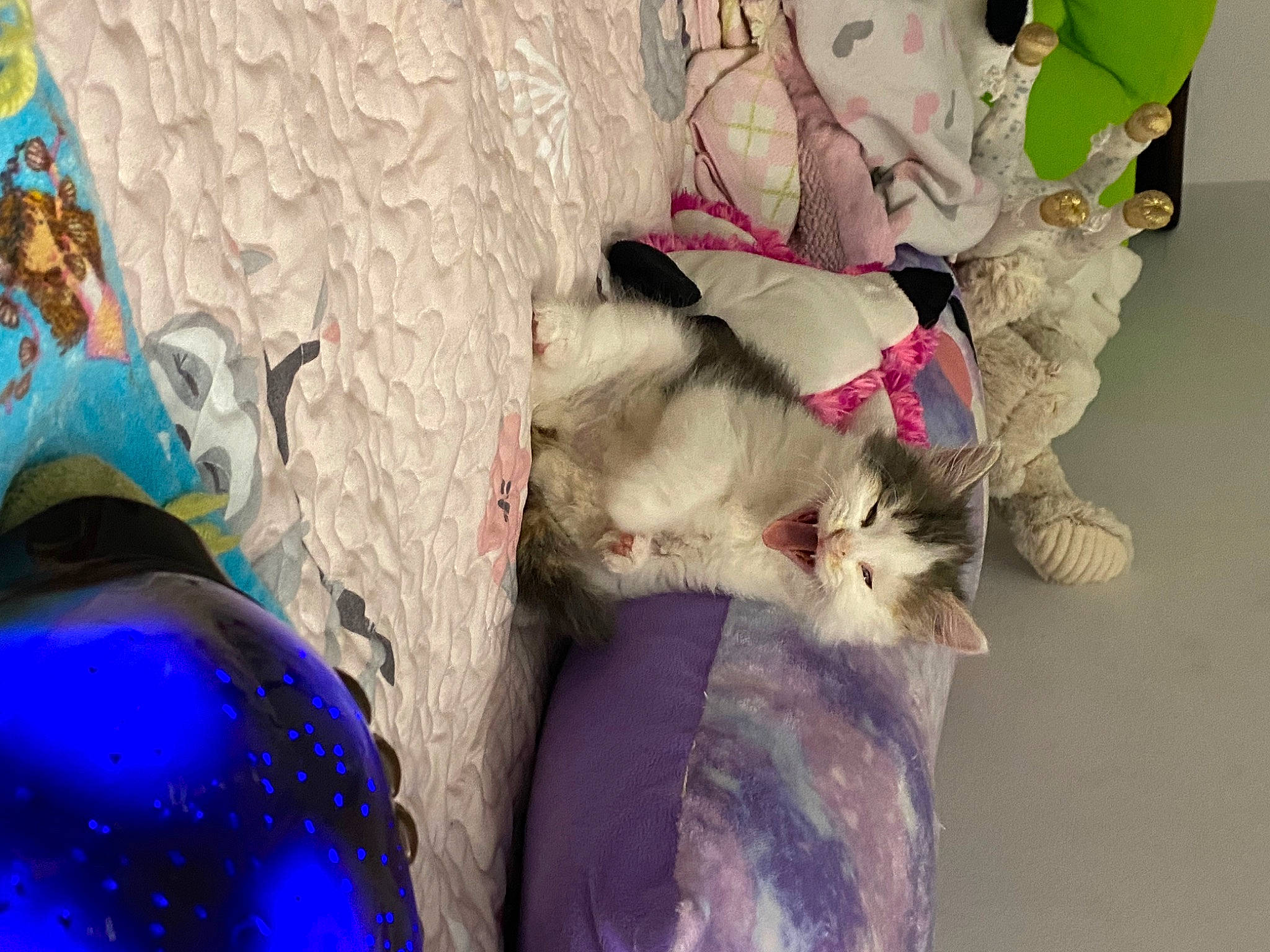 Lexi joined the competition — help win amazing prizes! art, couch, electric_blue, fawn, feather, felidae, fur, human_leg, linens, magenta, paw, petal, plant, purple, small_to_medium_sized_cats, tail, textile, toy, tree, whiskers