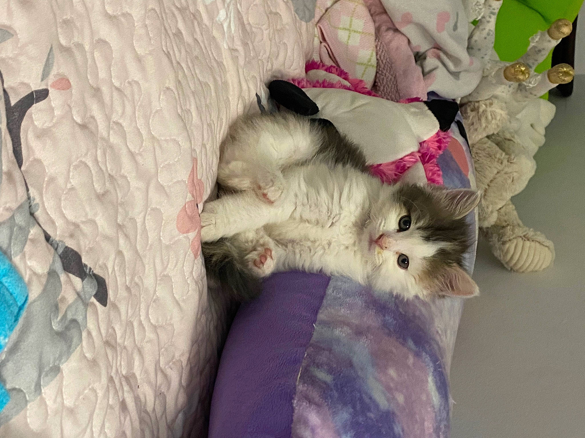 Lexi joined the competition — help win amazing prizes! canidae, carnivore, cat, claw, comfort, domestic_short_haired_cat, felidae, fur, grey, linens, mammal, nap, pattern, paw, small_to_medium_sized_cats, tail, vertebrate, whiskers