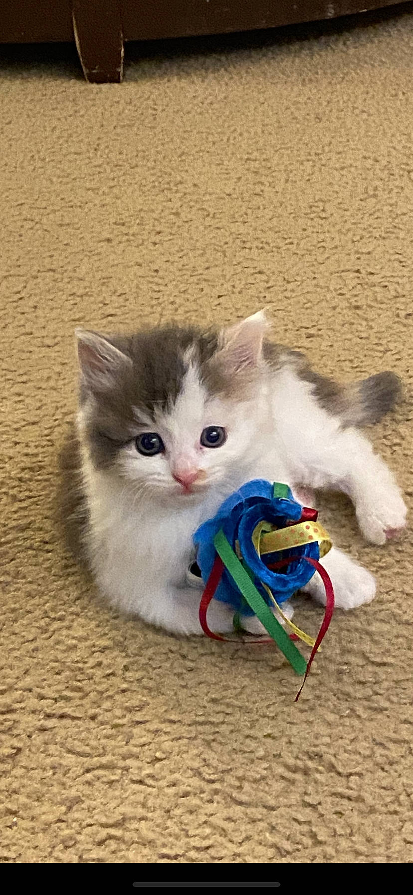 Lexi joined the competition — help win amazing prizes! carnivore, cat, cat_toy, claw, domestic_short_haired_cat, electric_blue, fawn, felidae, foot, fur, paw, photo_caption, ragdoll, sand, sitting, small_to_medium_sized_cats, snout, tail, vertebrate, whiskers