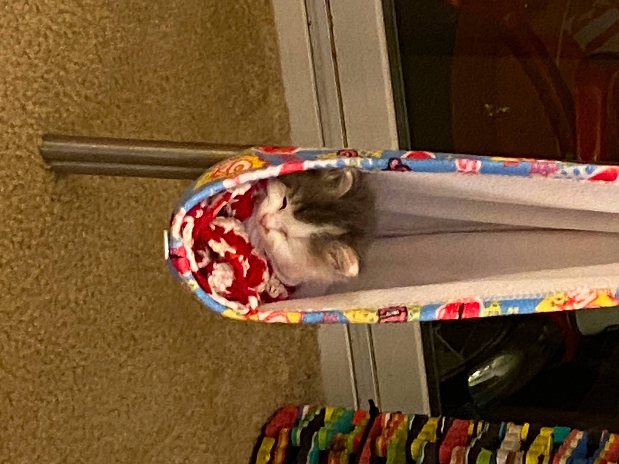 Lexi is registered to the contest to win money with this photo: canidae, carmine, carnivore, cat, collar, companion_dog, domestic_short_haired_cat, felidae, fur, leash, pet_supply, small_to_medium_sized_cats, sporting_group, tail, whiskers, wood