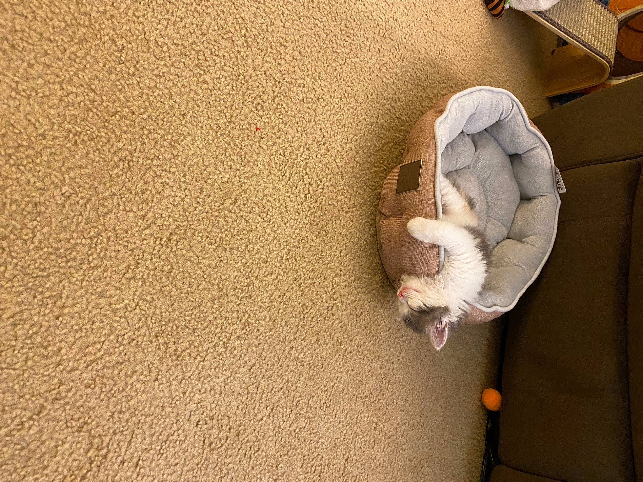 Lexi is registered to the contest to win money with this photo: beige, carpet, comfort, fawn, floor, flooring, fur, hardwood, human_leg, landscape, linens, pattern, room, shadow, snout, stuffed_toy, tail, toy, wood, wool