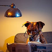 Tyron a rejoint le concours — aidez-le/la à gagner de superbes lots ! brown, brown_dog, canine, couch, cozy, dog, focused, furniture, glasses, home, indoor, intelligent, lamp, leisure, metal_lamp, newspaper, pet, portrait, reading, white_markings