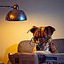 brown, brown_dog, canine, couch, cozy, dog, focused, furniture, glasses, home, indoor, intelligent, lamp, leisure, metal_lamp, newspaper, pet, portrait, reading, white_markings