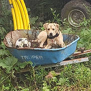 Buddy is registered to the contest to win money with this photo: dog, wheelbarrow, rust, soccer_ball, plants, greenery, outdoor, yard, yellow_tubing, grass, nature, pet, animal, collar, garden, old, abandoned, playful, cute, relaxed
