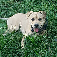 Buddy joined the competition — help win amazing prizes! animal, canine, collar, cute, dog, ears, friendly, fur, grass, greenery, happy, mammal, nature, outdoor, pet, playful, resting, summer, tongue_out, young_dog