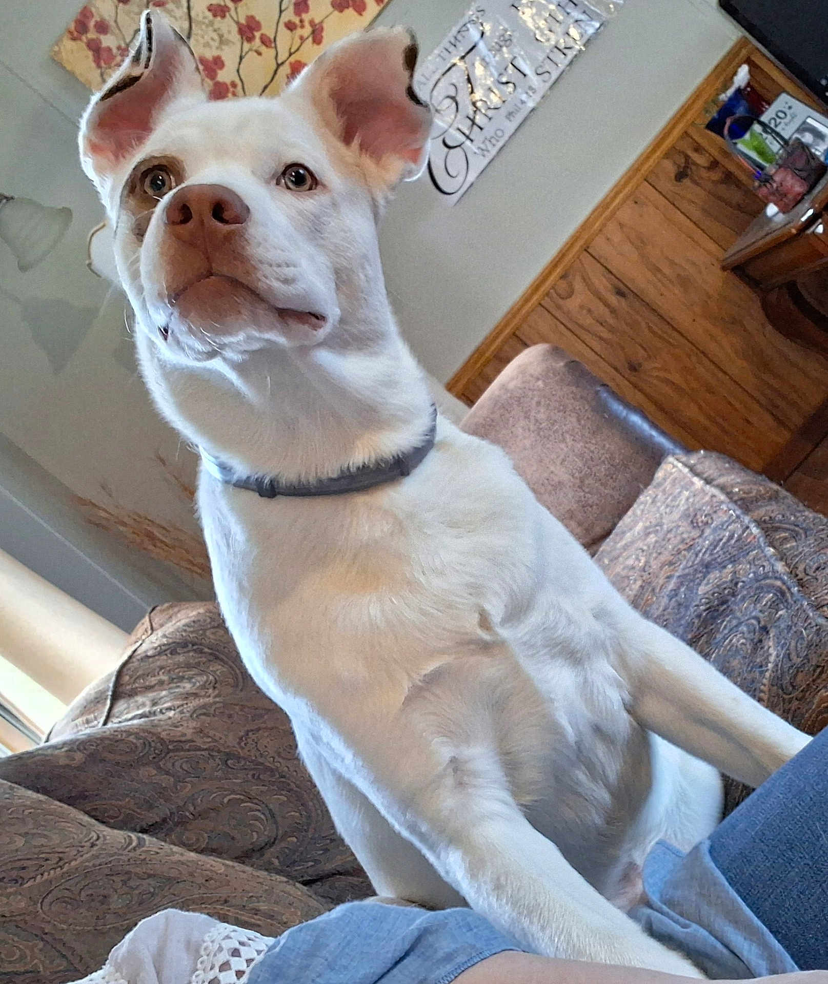 Sandy joined the competition — help win amazing prizes! dog, white_dog, pet, indoor, couch, furniture, wall_art, wooden_furniture, living_room, ears, collar, focused, seated, animal, domestic_animal, home, comfort, curious, side_view, relaxed