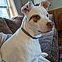 Sandy is registered to the contest to win money with this photo: dog, white_dog, pet, indoor, couch, patterned_couch, curious, sitting, collar, ears, brown_eyes, fur, side_view, home, furniture, window, daylight, relaxed, animal, companion