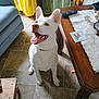 dog, white_dog, indoor, floor, tile_floor, table, wooden_table, remote_control, flower_pot, curtains, yellow_curtains, couch, blue_couch, tongue_out, happy_dog, pet, human_foot, painted_toenails, lace_tablecloth, looking_up