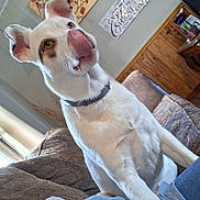 Sandy joined the competition — help win amazing prizes! dog, white_dog, tongue_out, indoor, couch, living_room, wooden_furniture, wall_art, pet, collar, brown_patches, ears, tongue, sitting, closeup, cute, animal, domestic_animal, home, furniture