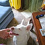 Sandy is registered to the contest to win money with this photo: dog, white_dog, indoor, floor, tile_floor, couch, blue_couch, curtains, yellow_curtain, green_curtain, hand, person, remote_control, table, wooden_table, coaster, pet, licking, happy, smiling