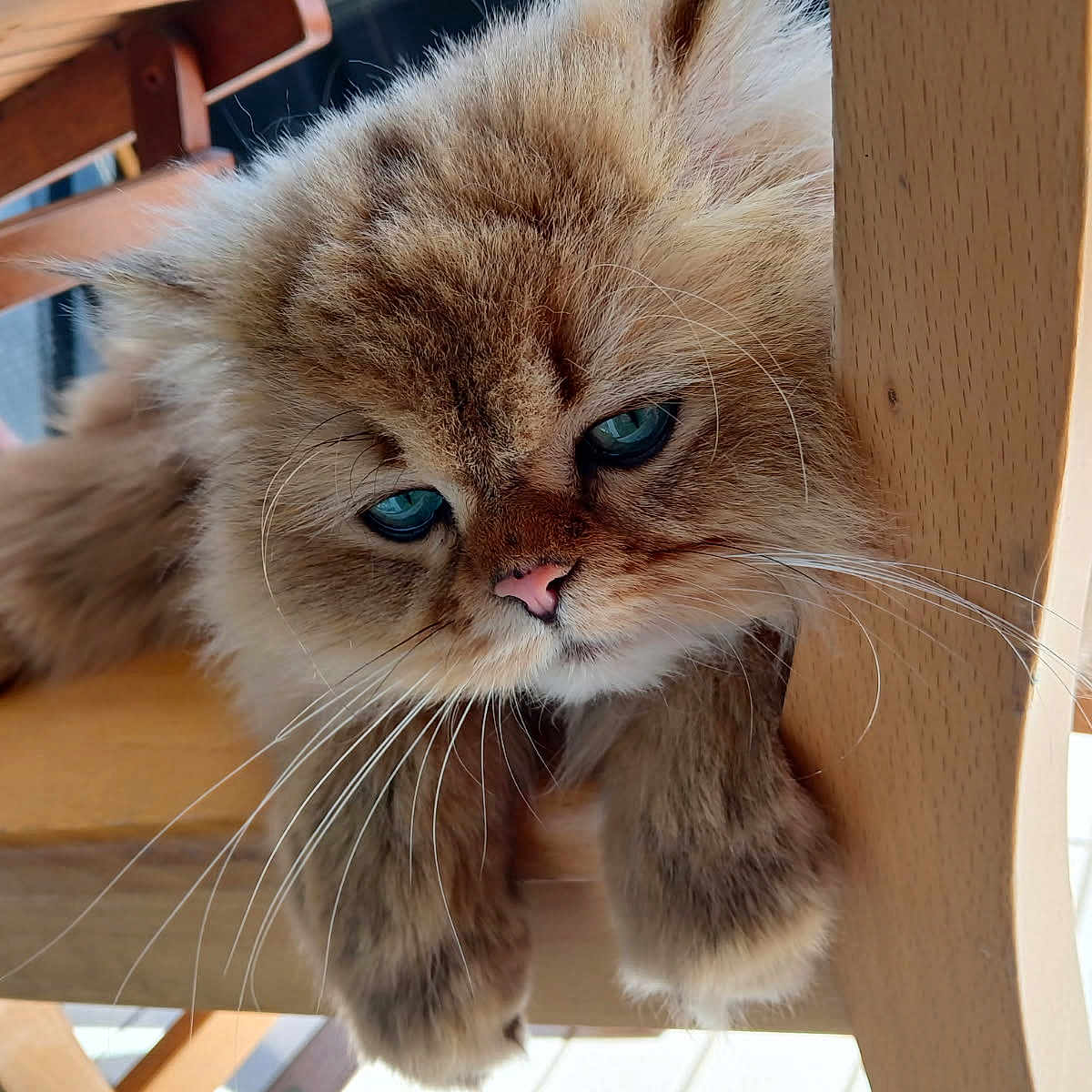 Bb Lion a rejoint le concours — aidez-le/la à gagner de superbes lots ! animal, blue_eyes, cat, close_up, cozy, cute, domestic_animal, fluffy, fur, furniture, indoor, mammal, natural_light, paws, pet, portrait, relaxed, resting, whiskers, wooden_chair