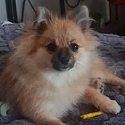 Ava participe au concours pour gagner de l'argent avec cette photo : animal, bedroom, blanket, companion, cozy, cute, cute_pet, dog, domestic_animal, fluffy, fur, furniture, home, indoor, looking, paw, pet, pomeranian, resting, small_dog