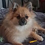 animal, bedroom, blanket, companion, cozy, cute, cute_pet, dog, domestic_animal, fluffy, fur, furniture, home, indoor, looking, paw, pet, pomeranian, resting, small_dog