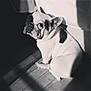 Alphonse a rejoint le concours — aidez-le/la à gagner de superbes lots ! dog, french_bulldog, black_and_white, pet, indoor, wooden_floor, shadow, sunlight, animal, sitting, looking_back, portrait, cute, companion, domestic, curious, ears, short_hair, snout, canine