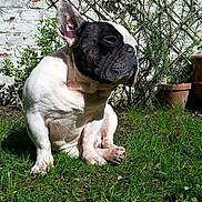 Alphonse participe au concours pour gagner de l'argent avec cette photo : dog, french_bulldog, sitting, grass, outdoor, sunlight, garden, plant, greenery, white_wall, brick_wall, pet, animal, canine, nature, daylight, relaxed, portrait, closeup, companion