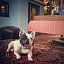 Alphonse a rejoint le concours — aidez-le/la à gagner de superbes lots ! dog, french_bulldog, pet, indoor, rug, carpet, living_room, furniture, decor, vintage, cozy, curious, animal, mammal, ears, floor, portrait, cute, companion, relaxed