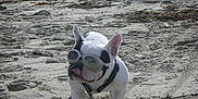 Alphonse participe au concours pour gagner de l'argent avec cette photo : dog, french_bulldog, goggles, beach, sand, tongue_out, pet, animal, outdoor, sunny, seaweed, canine, playful, leash, collar, small_dog, funny, vacation, summer, nature