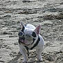 dog, french_bulldog, goggles, beach, sand, tongue_out, pet, animal, outdoor, sunny, seaweed, canine, playful, leash, collar, small_dog, funny, vacation, summer, nature
