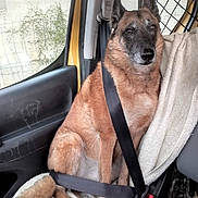 Pillecho participe au concours pour gagner de l'argent avec cette photo : dog, seatbelt, car_interior, towel, window, door, pet, canine, sitting, safety, animal, fur, ears, tail, paws, vehicle, resting, companion, transport, calm