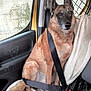 animal, calm, canine, car_interior, companion, dog, door, ears, fur, paws, pet, resting, safety, seatbelt, sitting, tail, towel, transport, vehicle, window