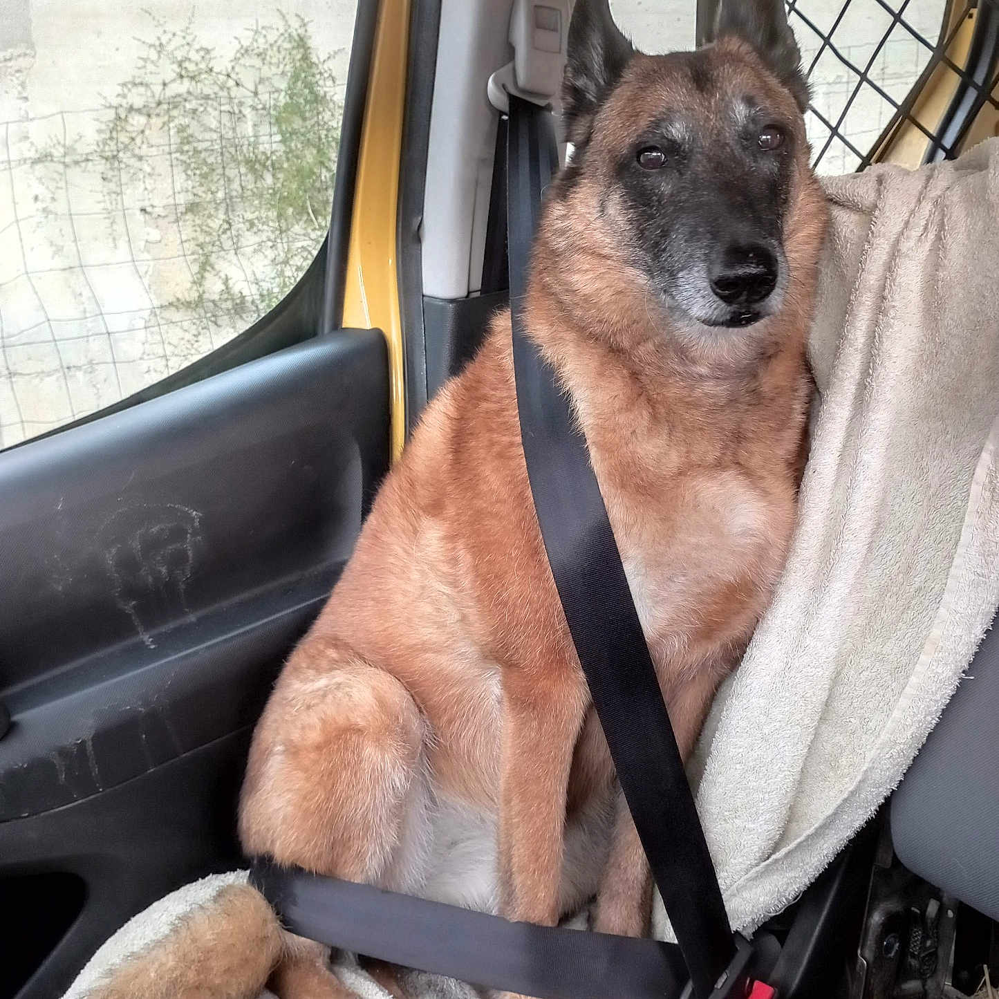 Pillecho participe au concours pour gagner de l'argent avec cette photo : animal, calm, canine, car_interior, companion, dog, door, ears, fur, paws, pet, resting, safety, seatbelt, sitting, tail, towel, transport, vehicle, window