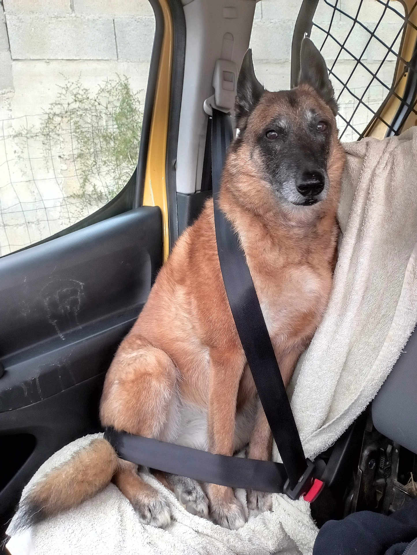 Pillecho participe au concours pour gagner de l'argent avec cette photo : dog, seatbelt, car_interior, towel, window, door, pet, canine, sitting, safety, animal, fur, ears, tail, paws, vehicle, resting, companion, transport, calm