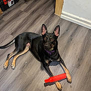 Hope is registered to the contest to win money with this photo: dog, black_dog, toy, floor, wood_floor, indoor, pet, animal, ears, paws, collar, orange_toy, looking_up, lying_down, brown_tan_markings, attention, household, room_corner, tools, relaxed