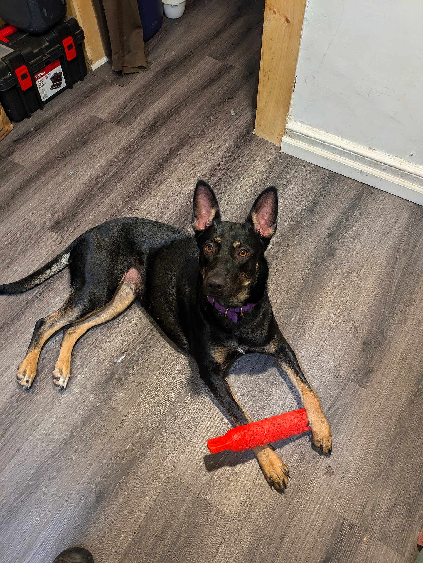 Hope is registered to the contest to win money with this photo: dog, black_dog, toy, floor, wood_floor, indoor, pet, animal, ears, paws, collar, orange_toy, looking_up, lying_down, brown_tan_markings, attention, household, room_corner, tools, relaxed