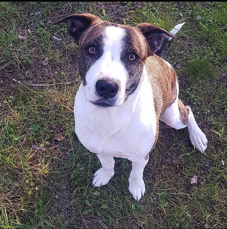 Layka participe au concours pour gagner de l'argent avec cette photo : ancient_dog_breeds, art, canidae, carnivore, collar, companion_dog, dog, dog_breed, dog_collar, fawn, grass, hunting_dog, irishjacks, non_sporting_group, pet_supply, plant, sporting_group, square, whiskers, working_animal