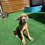 Oslow participe au concours pour gagner de l'argent avec cette photo : puppy, dog, outdoor, grass, sunlight, toy, ball, fence, pool, pet, animal, canine, playing, young, cute, sitting, relaxing, daytime, backyard, shade
