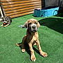puppy, dog, outdoor, grass, sunlight, toy, ball, fence, pool, pet, animal, canine, playing, young, cute, sitting, relaxing, daytime, backyard, shade