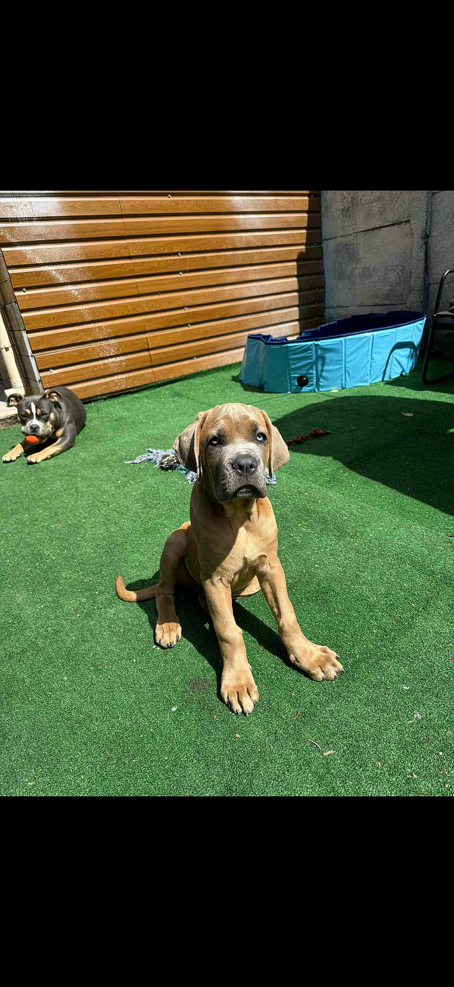 Oslow participe au concours pour gagner de l'argent avec cette photo : puppy, dog, outdoor, grass, sunlight, toy, ball, fence, pool, pet, animal, canine, playing, young, cute, sitting, relaxing, daytime, backyard, shade