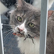 Nova Cash is registered to the contest to win money with this photo: cat, gray_cat, white_cat, animal, pet, lizard, window, whiskers, green_eyes, outdoor, curious, wildlife, feline, mammal, predator, closeup, face, ears, mouth, caught_prey