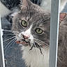 animal, cat, caught_prey, closeup, curious, ears, face, feline, gray_cat, green_eyes, lizard, mammal, mouth, outdoor, pet, predator, whiskers, white_cat, wildlife, window