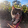 Nova Cash is registered to the contest to win money with this photo: cat, leash, outdoor, flower_bed, tulips, sunlight, brick_path, greenery, yellow_eyes, gray_and_white, curious, pet, nature, spring, garden, daytime, plants, shadows, blue_sky, closeup