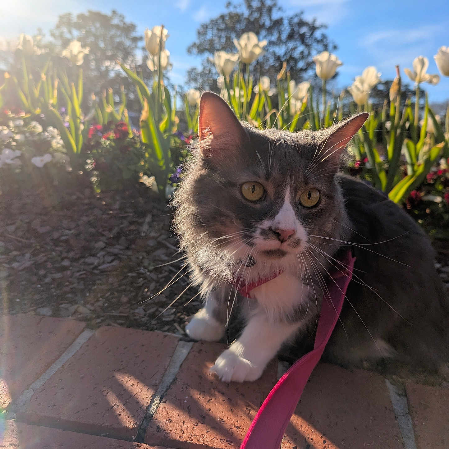 Nova Cash is registered to the contest to win money with this photo: cat, leash, outdoor, flower_bed, tulips, sunlight, brick_path, greenery, yellow_eyes, gray_and_white, curious, pet, nature, spring, garden, daytime, plants, shadows, blue_sky, closeup