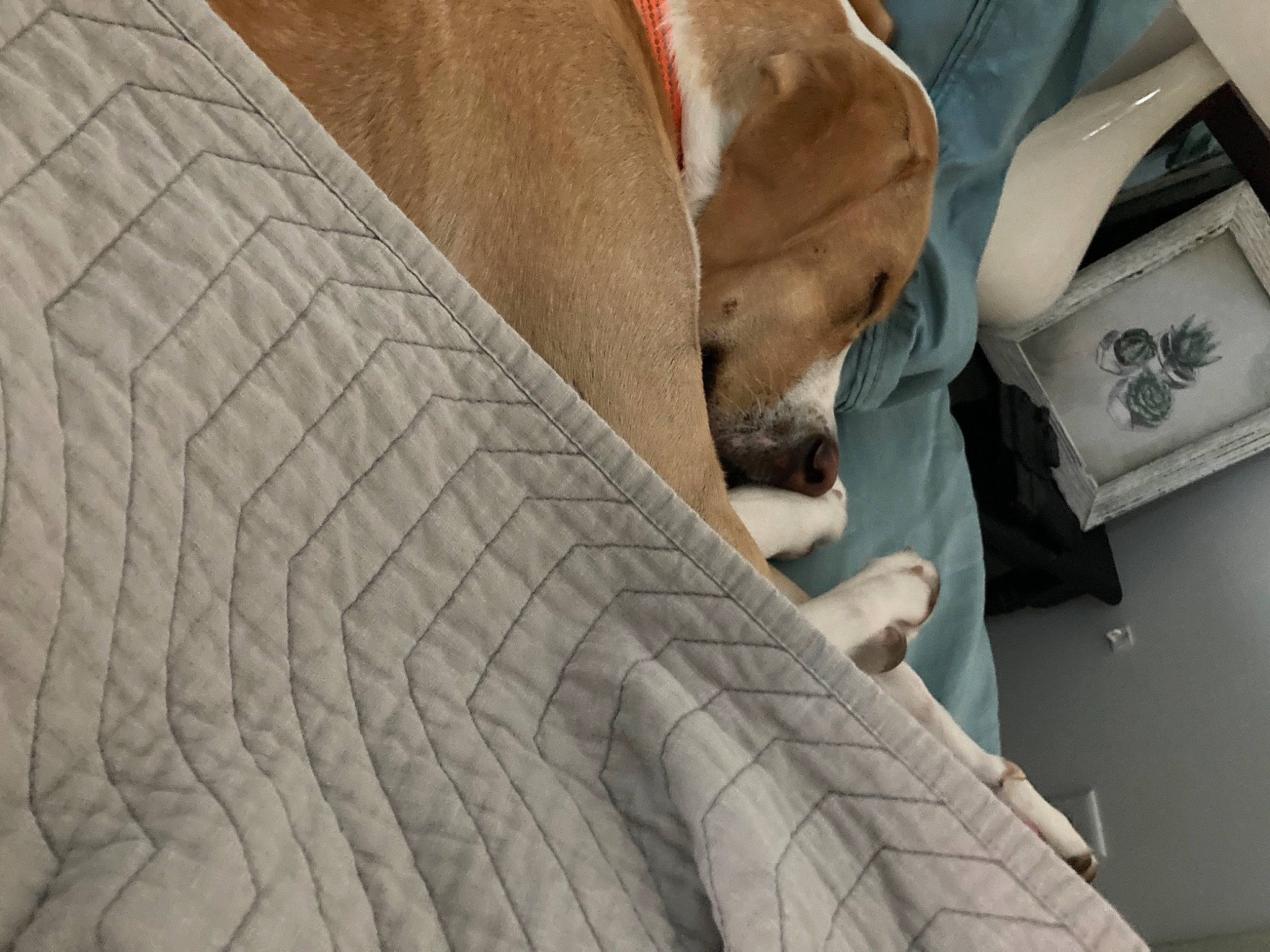 Molly is registered to the contest to win money with this photo: bag, canidae, carnivore, comfort, companion_dog, dog, dog_breed, dog_supply, fawn, flooring, human_leg, linens, nap, pattern, pet_supply, room, snout, sporting_group, wood, working_animal