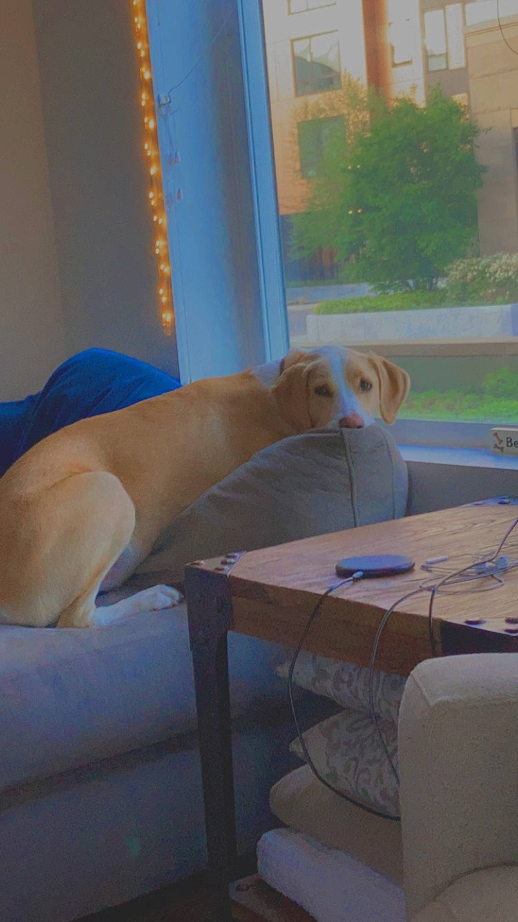 Benny is registered to the contest to win money with this photo: art, carnivore, chair, comfort, companion_dog, dog, dog_breed, fawn, flooring, hardwood, human_leg, leisure, outdoor_furniture, plant, room, table, tail, window, window_blind, wood