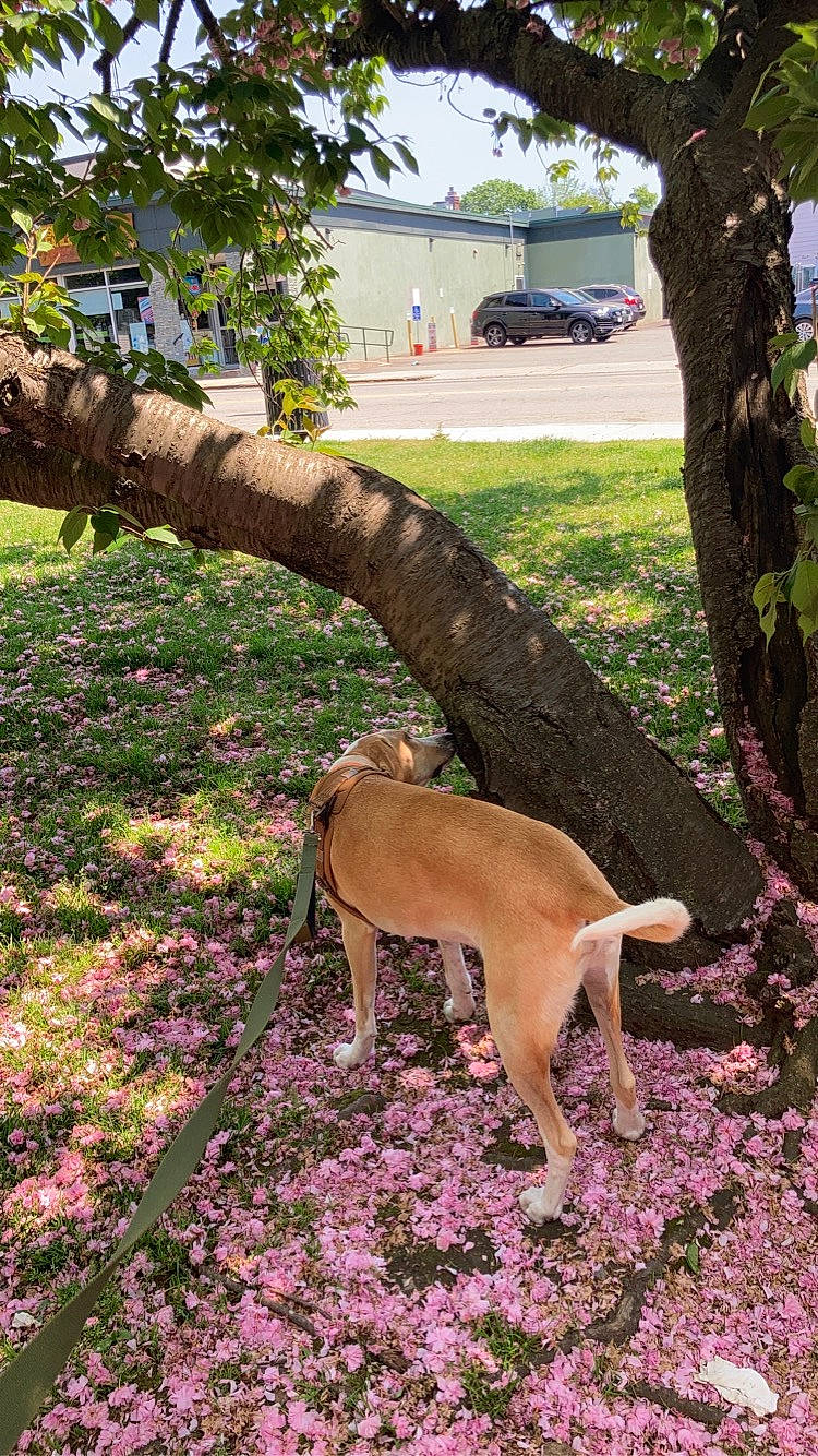 Benny is registered to the contest to win money with this photo: car, carnivore, companion_dog, dog, dog_breed, fawn, flower, garden, grass, groundcover, landscape, plant, shrub, sporting_group, tail, tire, tree, wheel, wood, woody_plant