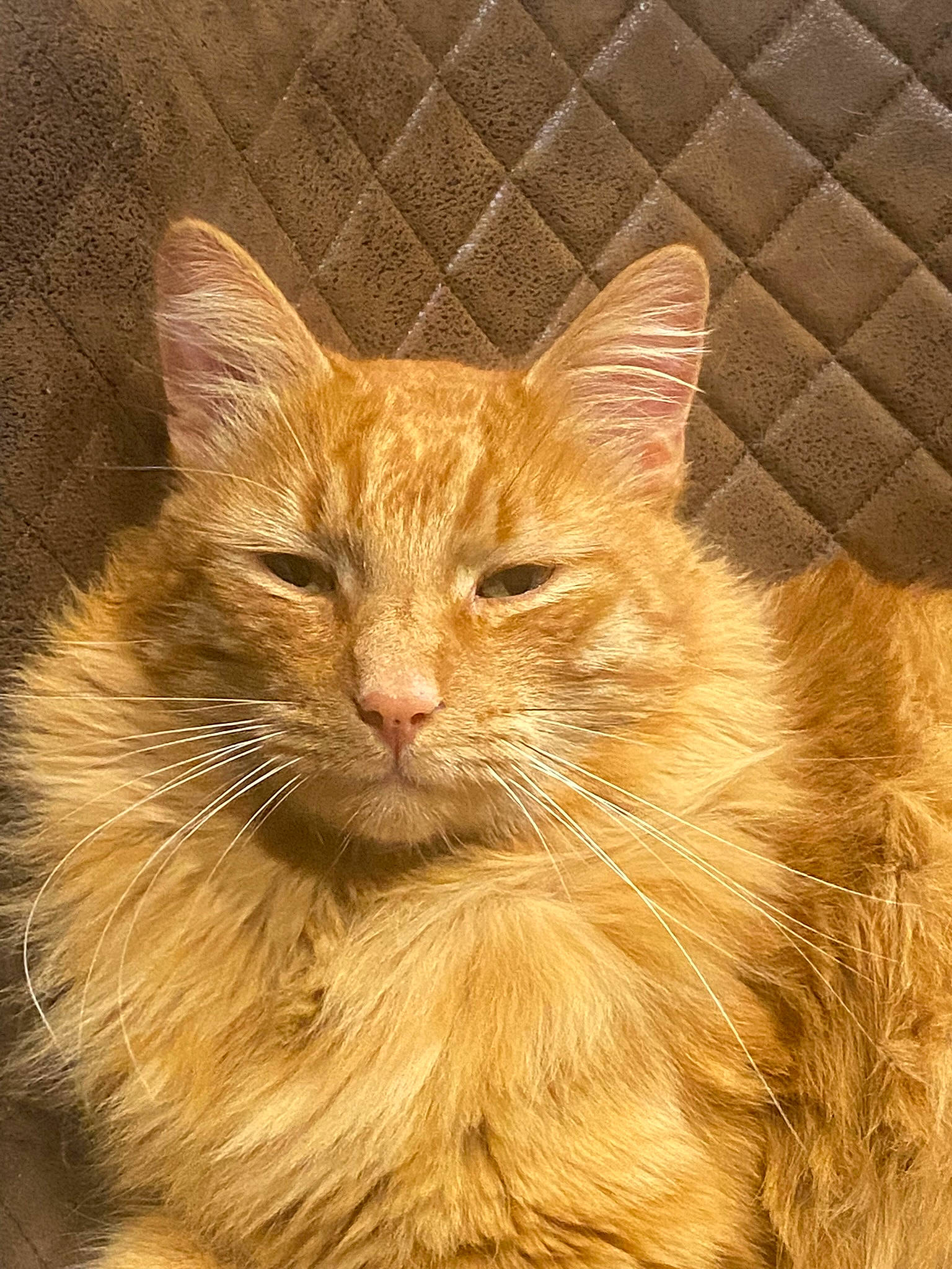 Moumoute a rejoint le concours — aidez-le/la à gagner de superbes lots ! carnivore, cat, domestic_short_haired_cat, event, fawn, felidae, fur, small_to_medium_sized_cats, snout, tail, terrestrial_animal, whiskers, wildlife, wood