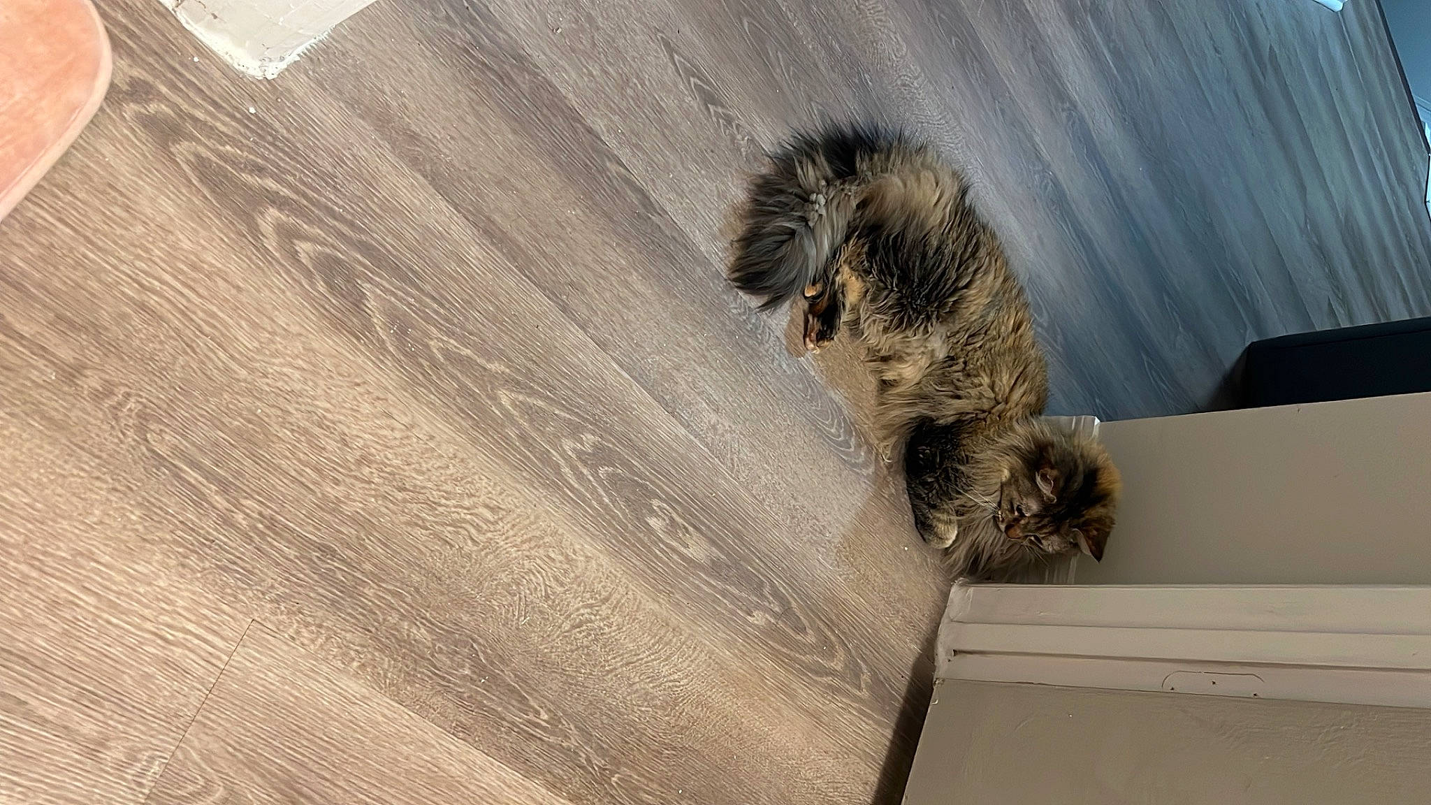 Charlotte joined the competition — help win amazing prizes! canidae, carnivore, claw, domestic_short_haired_cat, felidae, flooring, fur, grey, hardwood, pattern, paw, shadow, small_to_medium_sized_cats, tail, terrestrial_animal, whiskers, wildlife, window, wood