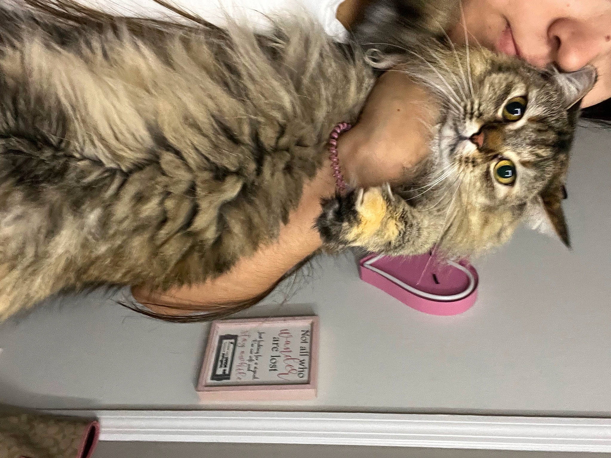 Charlotte is registered to the contest to win money with this photo: carnivore, cat, claw, domestic_short_haired_cat, ear, felidae, fur, paw, small_to_medium_sized_cats, tail, whiskers