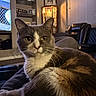 animal, cat, closeup, couch, cozy, display_cabinet, domestic, fur, furniture, home, indoor, lamp, living_room, pet, portrait, relaxed, resting, warm_lighting, whiskers, window_blinds