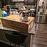 Lila joined the competition — help win amazing prizes! cat, cardboard_box, kitchen, countertop, cabinet, refrigerator, child, photo_frame, flooring, chair, sink, dish_soap, backpack, appliance, modern, tile_backsplash, domestic, indoor, pet, relaxed
